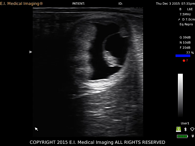 Horse embryo